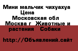 Мини мальчик чихуахуа › Цена ­ 50 000 - Московская обл., Москва г. Животные и растения » Собаки   